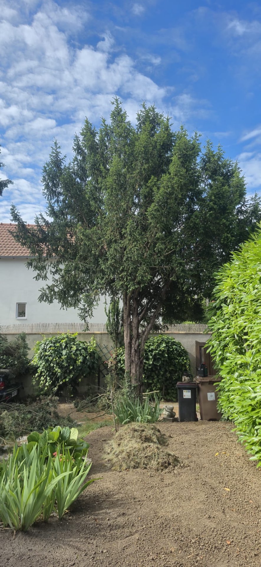 Avant — Abattage d'un conifère par élagueur grimpeur (Argenteuil — Val d'Oise)