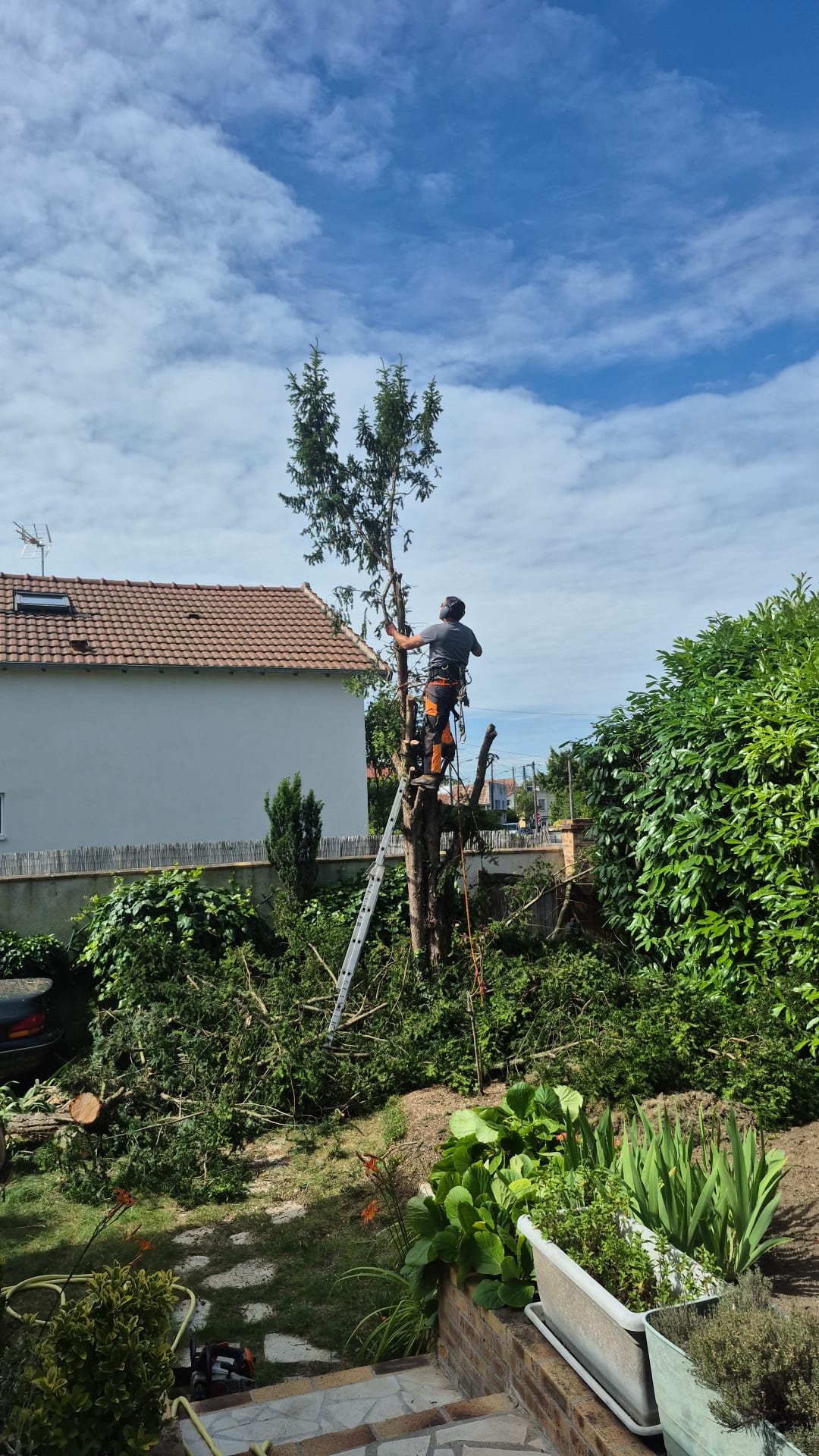 Étape 2 — Abattage d'un conifère par élagueur grimpeur (Argenteuil — Val d'Oise)