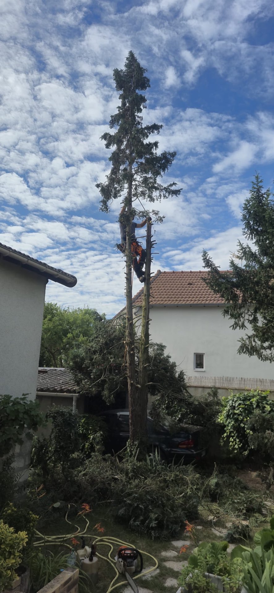 Étape 3 — Abattage d'un conifère par élagueur grimpeur (Argenteuil — Val d'Oise)