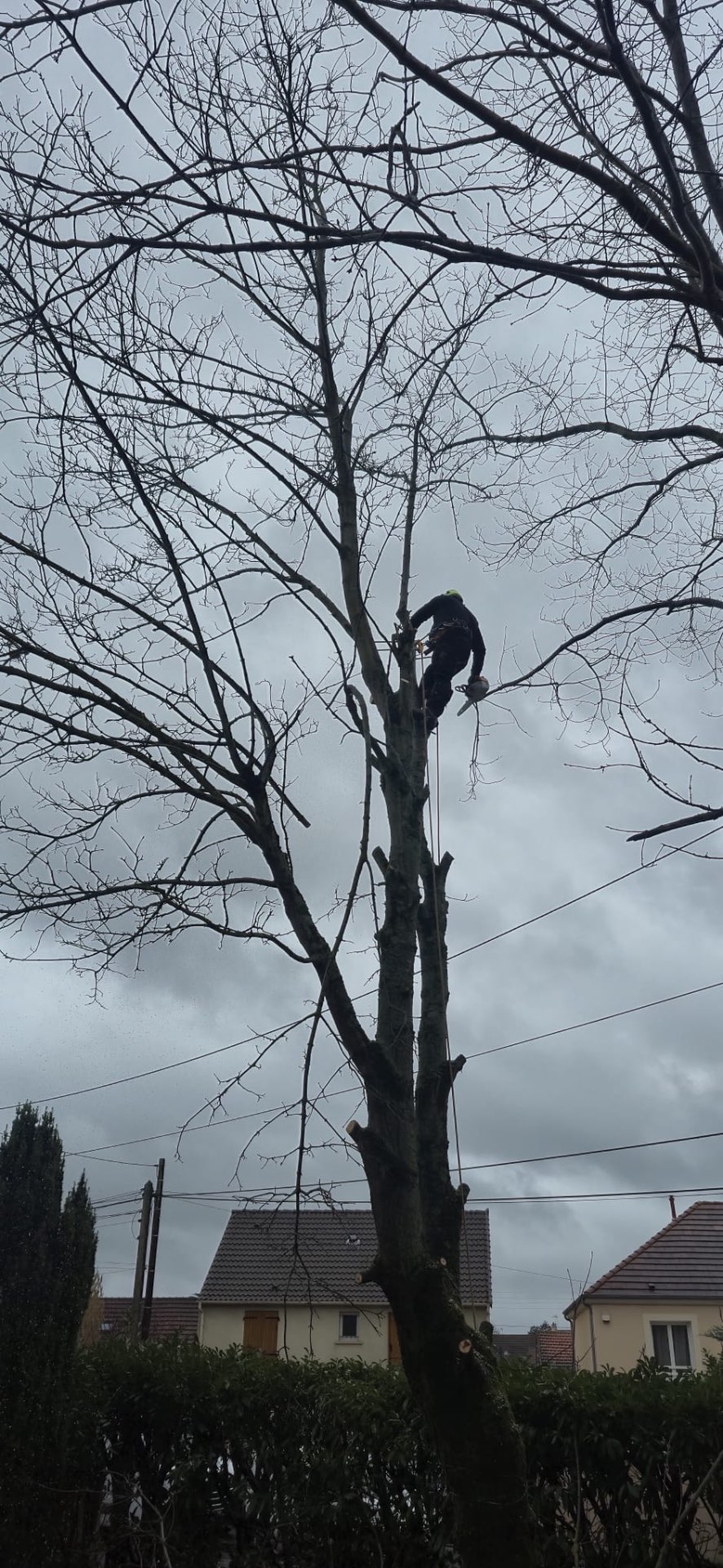 Abattage d'un arbre en hiver à Argenteuil par élagueur grimpeur