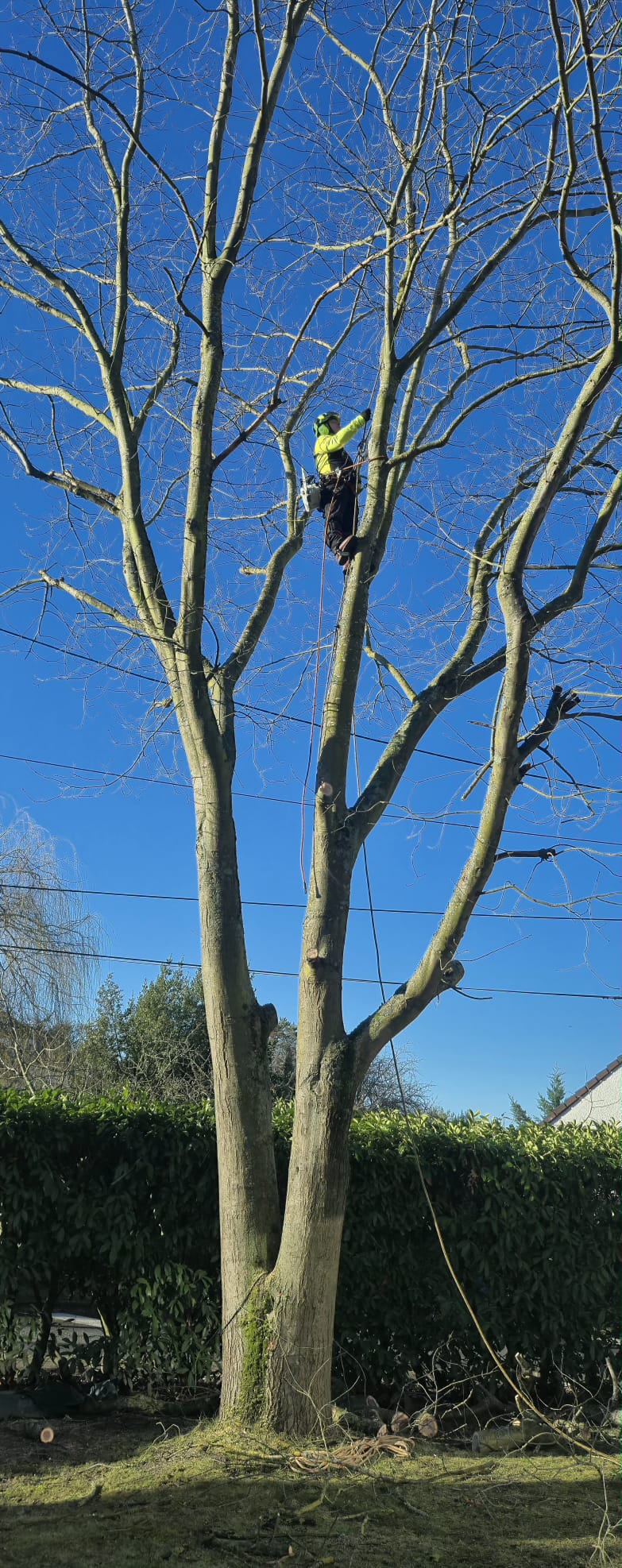 Élagage d'un grand frêne par grimpeur — paysagiste Argenteuil Val d'Oise