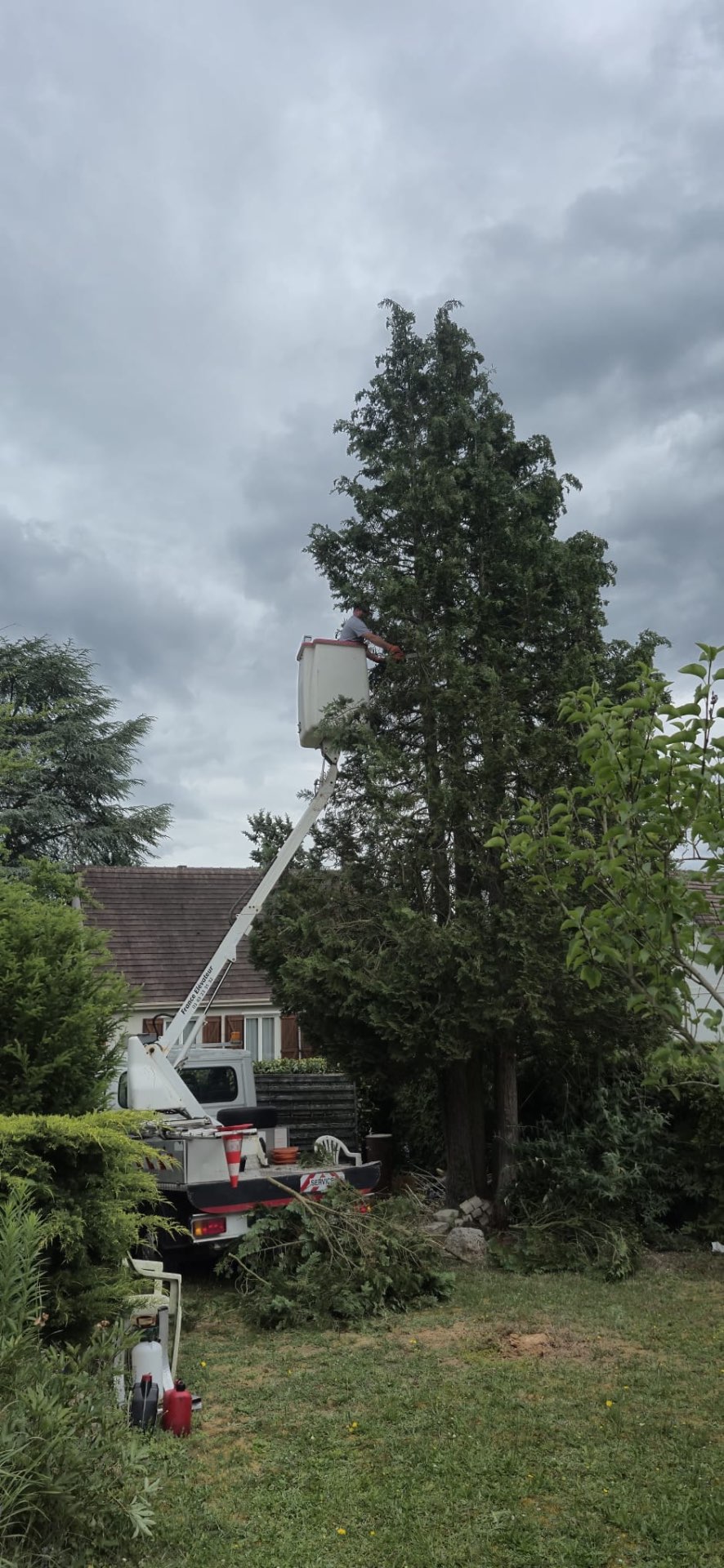 Élagage d'un grand conifère en nacelle à Argenteuil Val d'Oise