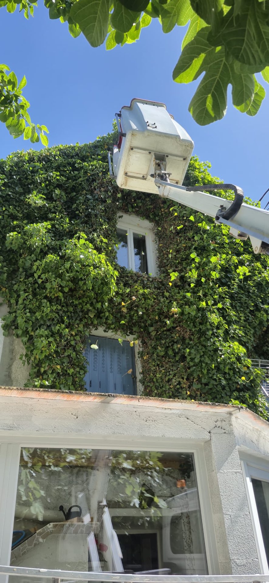 Taille de lierre sur façade avec nacelle à Argenteuil