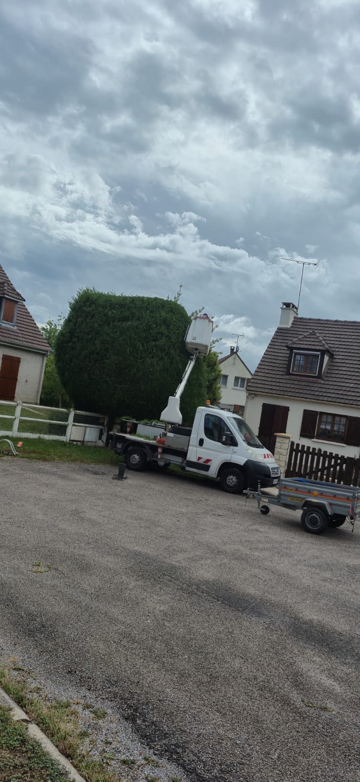 Taille d'un grand thuya en nacelle à Argenteuil par élagueur professionnel