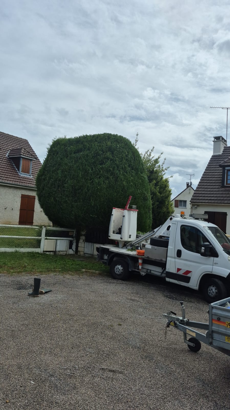 Mise en forme d'un thuya boule en nacelle à Argenteuil