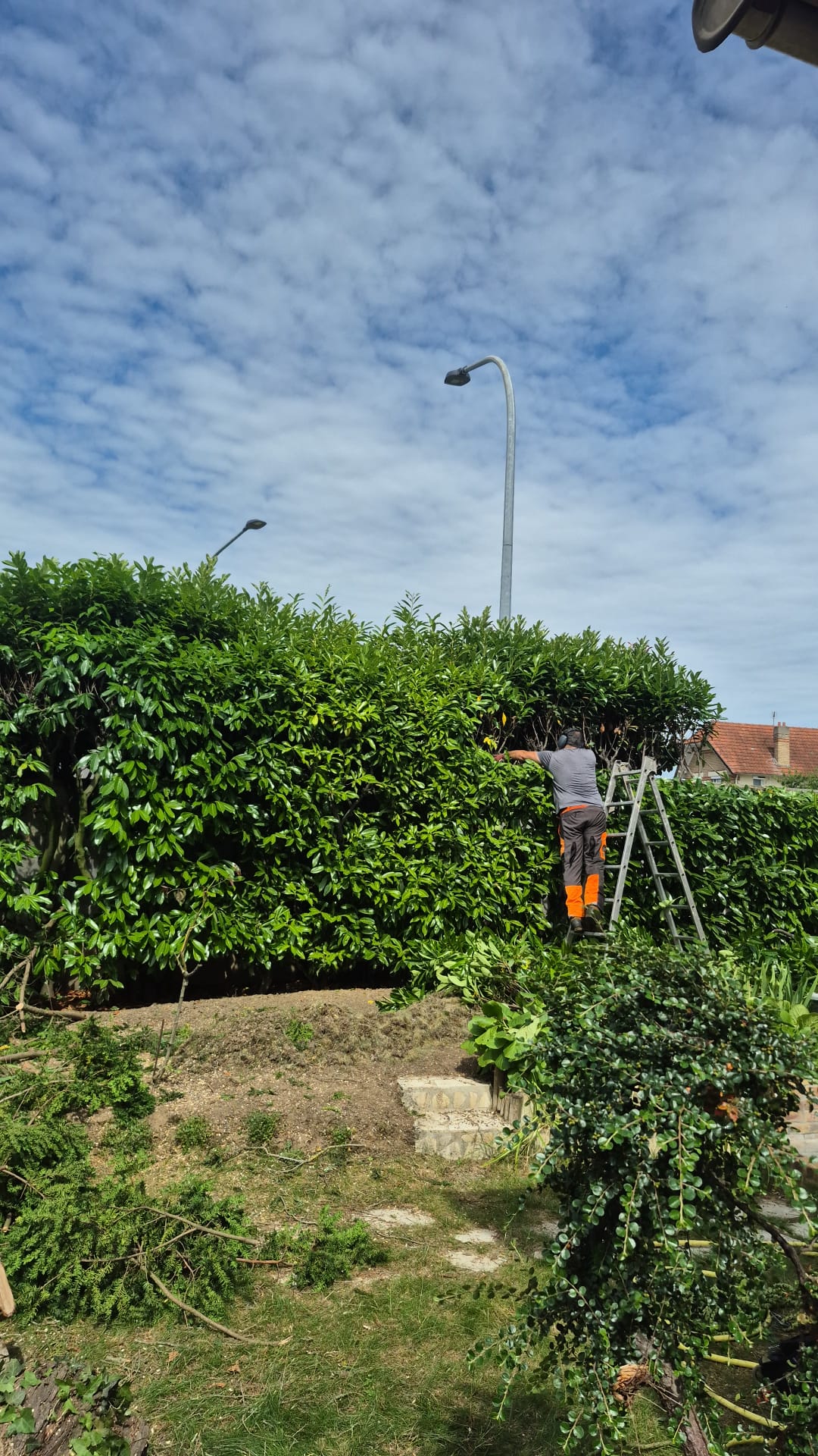Taille de haie de laurier en cours par jardinier paysagiste à Argenteuil