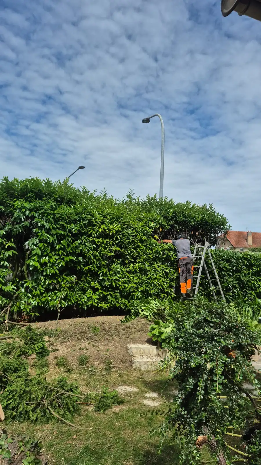 Taille de haie de laurier en cours par jardinier paysagiste à Argenteuil