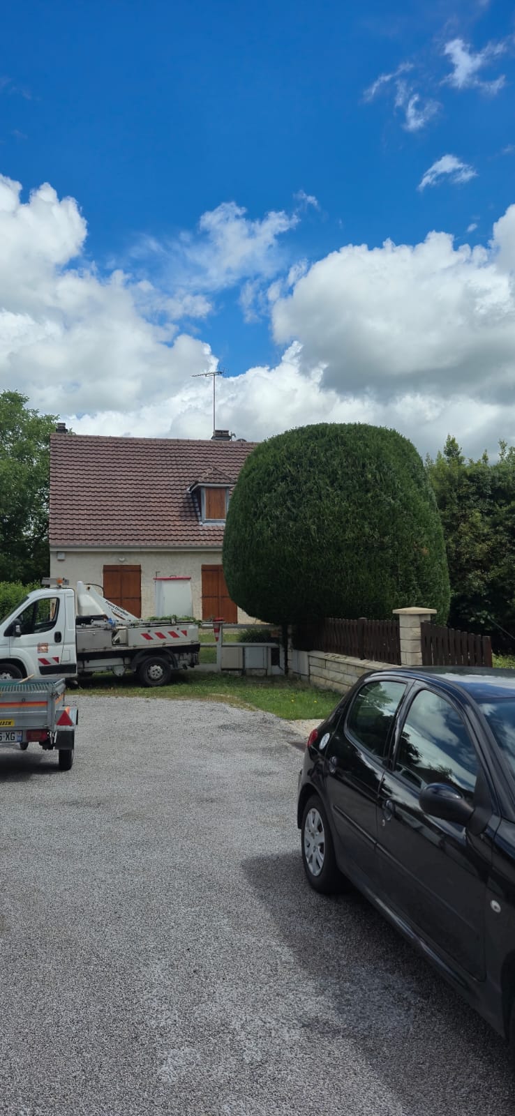 Taille topiaire d'un thuya devant pavillon à Argenteuil Val d'Oise