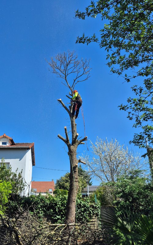 Paysagiste Argenteuil — élagage et entretien de jardin dans le Val d'Oise 95