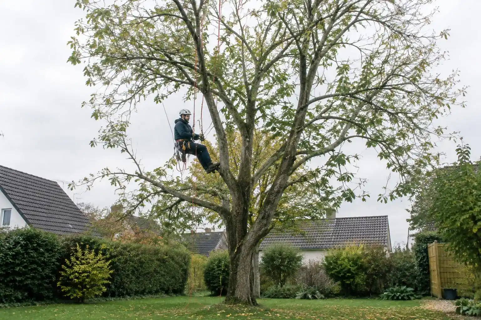 Illustration générée : Travaux sur arbres
