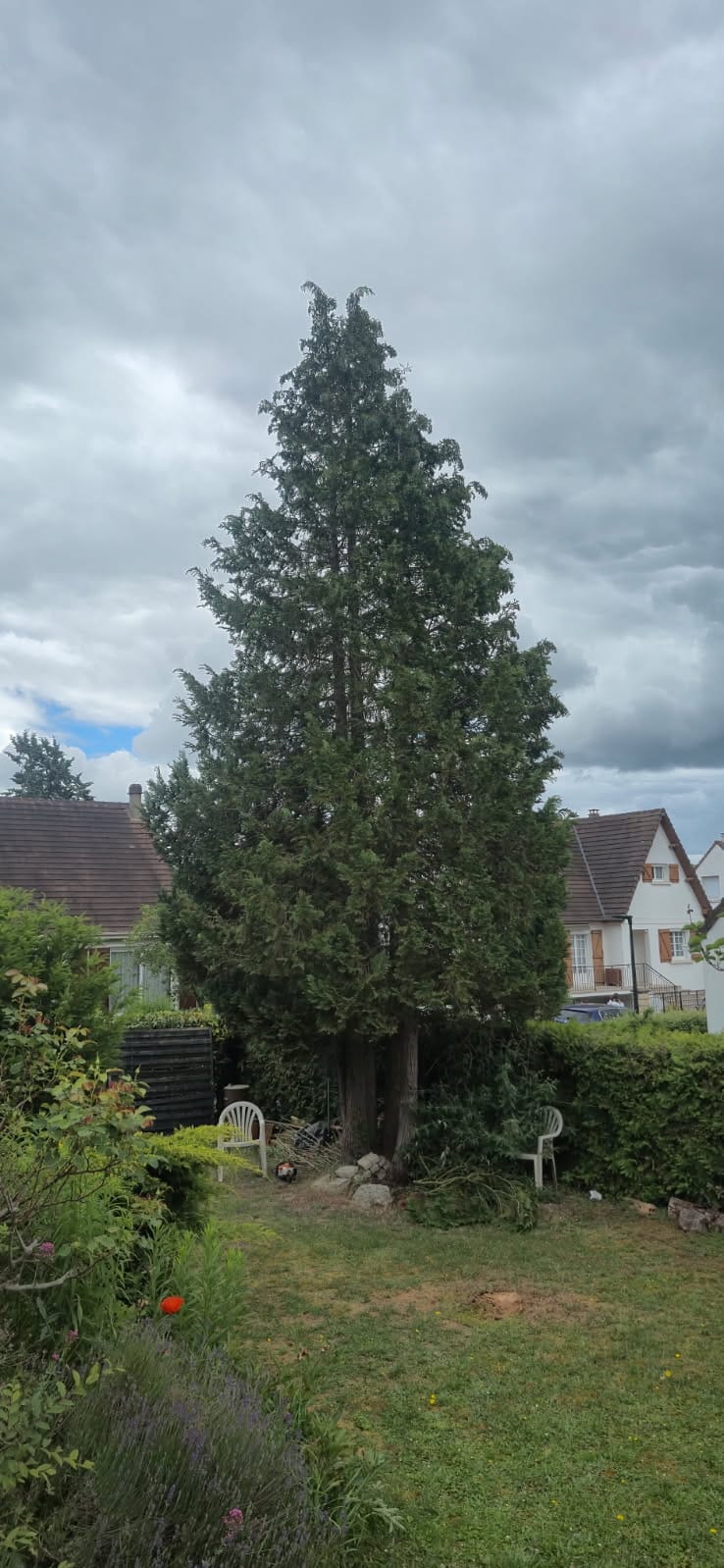 Avant — Abattage d'un grand conifère étape par étape (Argenteuil — Val d'Oise)