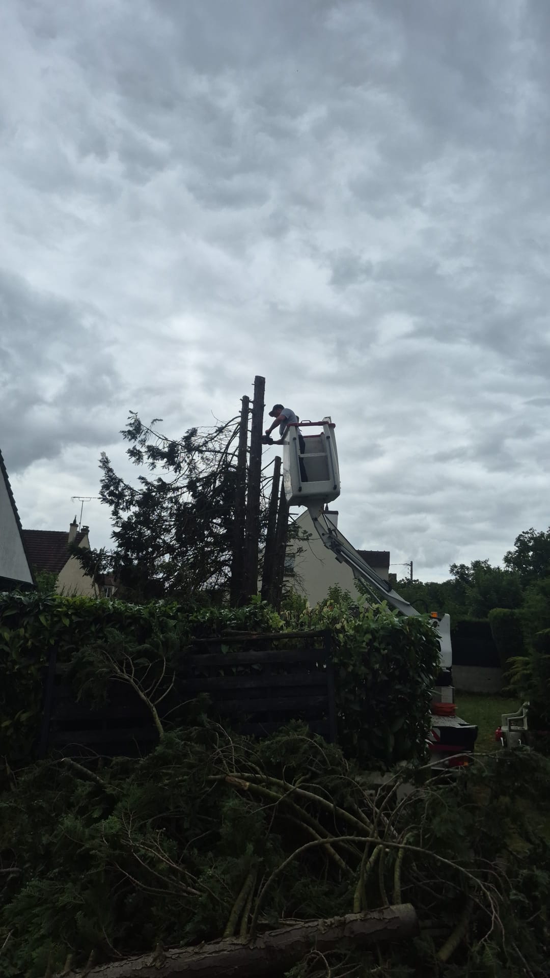 Étape 3 — Abattage d'un grand conifère étape par étape (Argenteuil — Val d'Oise)