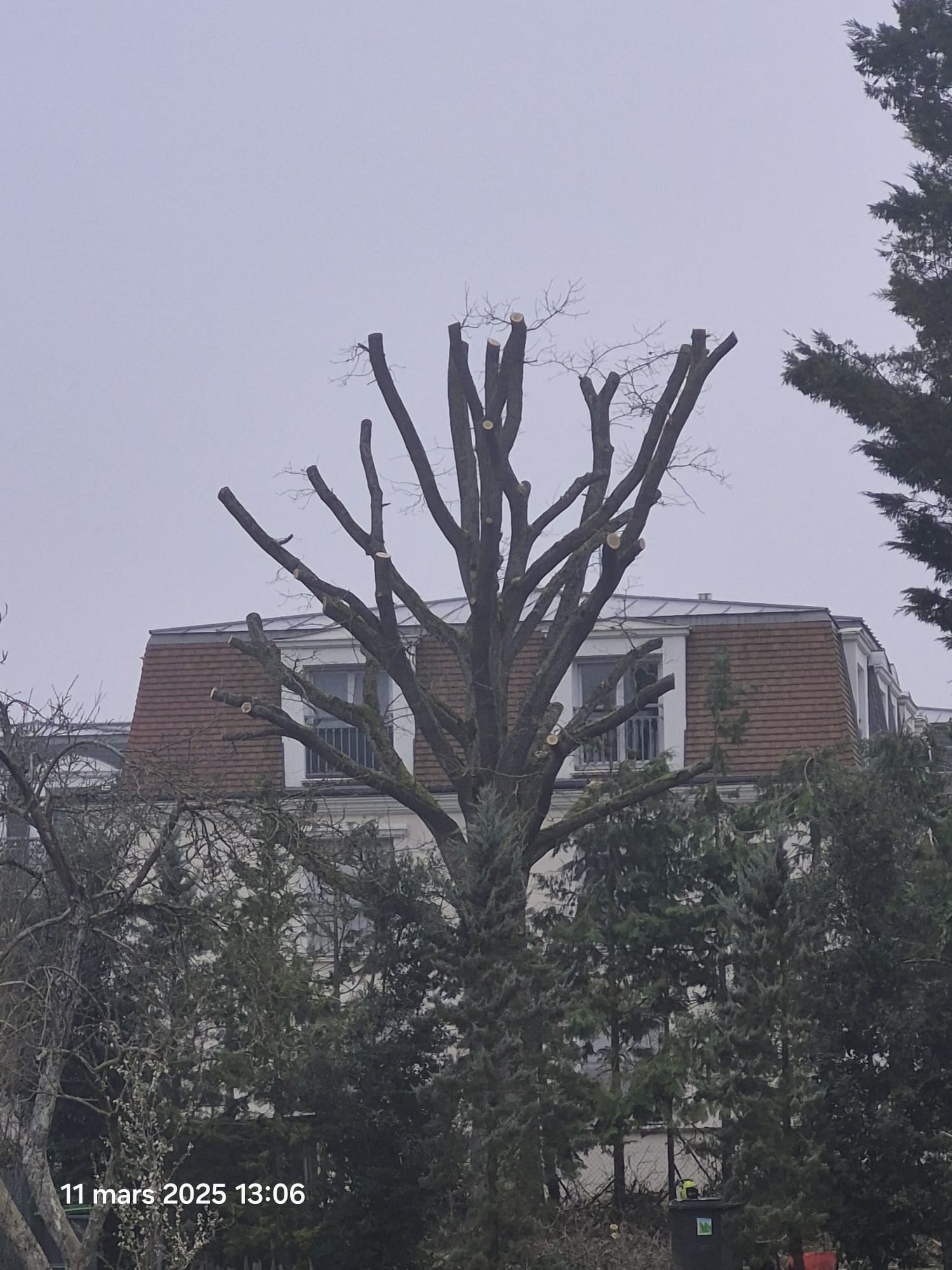 Après Élagage d'un grand chêne — paysagiste Argenteuil Argenteuil — Val d'Oise