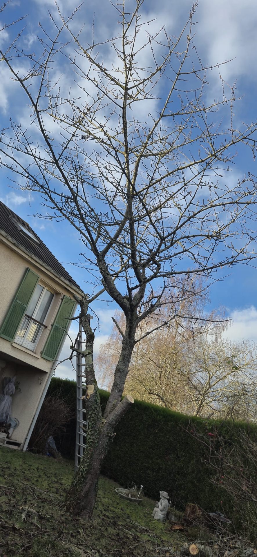 Jardin entretenu par paysagiste à Argenteuil Val d'Oise