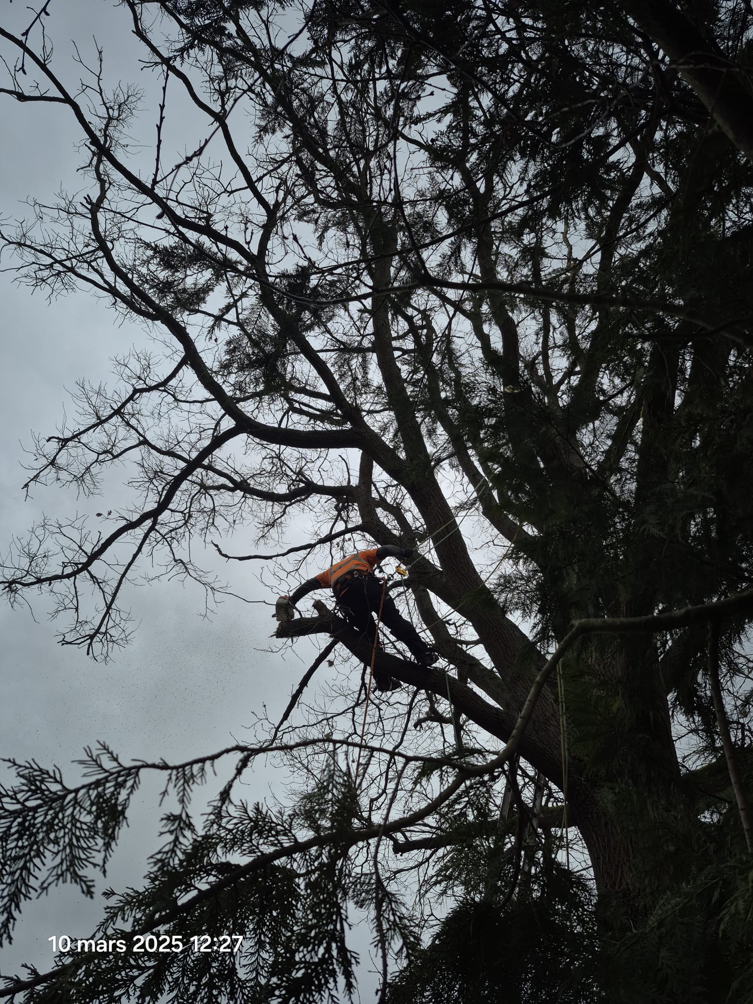Élagueur grimpeur paysagiste Argenteuil Val d'Oise