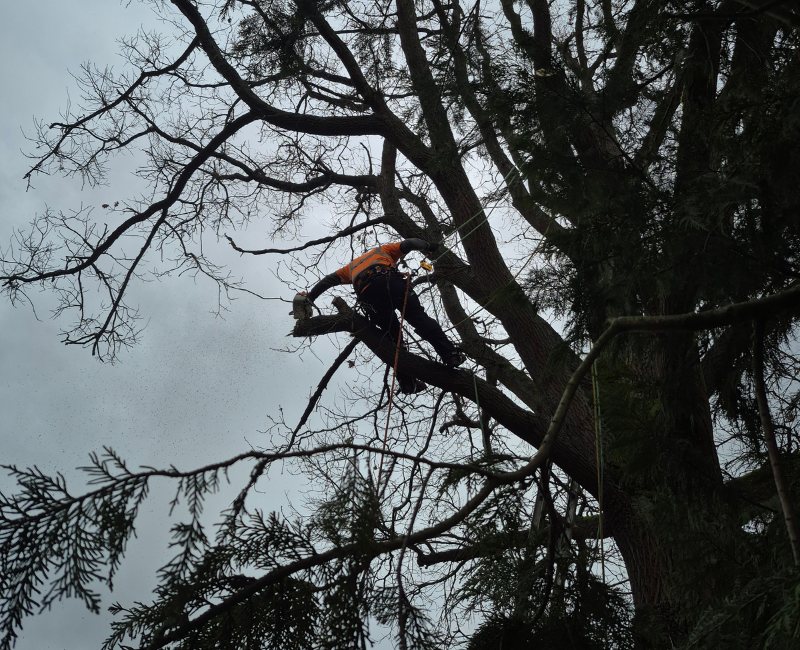 Élagage d'arbres à Argenteuil — paysagiste Val d'Oise 95